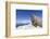 Walrus on Iceberg, Hudson Bay, Nunavut, Canada-Paul Souders-Framed Photographic Print