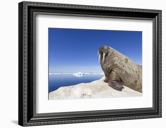 Walrus on Iceberg, Hudson Bay, Nunavut, Canada-Paul Souders-Framed Photographic Print