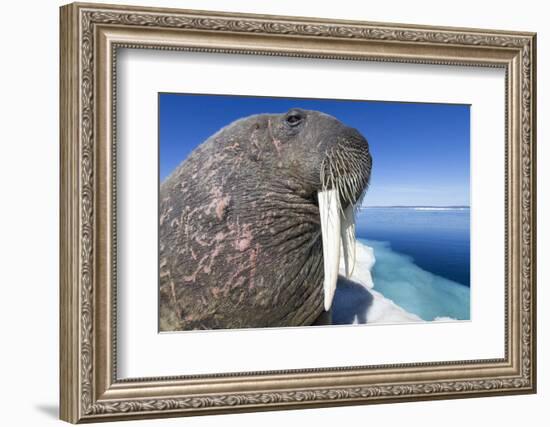 Walrus on Iceberg, Hudson Bay, Nunavut, Canada-Paul Souders-Framed Photographic Print