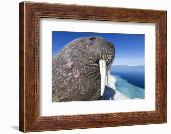 Walrus on Iceberg, Hudson Bay, Nunavut, Canada-Paul Souders-Framed Photographic Print