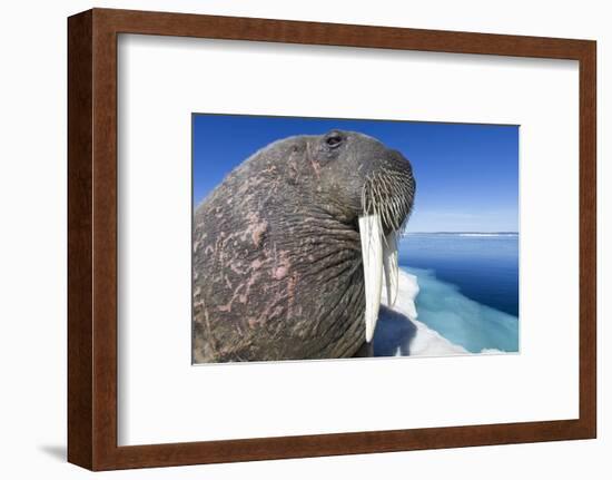 Walrus on Iceberg, Hudson Bay, Nunavut, Canada-Paul Souders-Framed Photographic Print