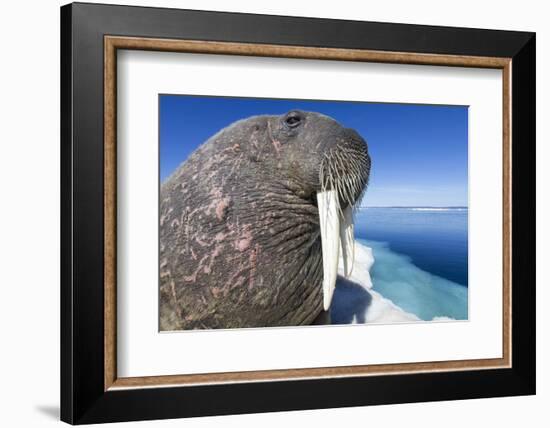 Walrus on Iceberg, Hudson Bay, Nunavut, Canada-Paul Souders-Framed Photographic Print