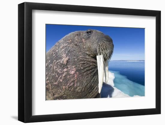 Walrus on Iceberg, Hudson Bay, Nunavut, Canada-Paul Souders-Framed Photographic Print