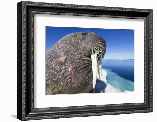 Walrus on Iceberg, Hudson Bay, Nunavut, Canada-Paul Souders-Framed Photographic Print