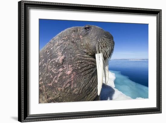 Walrus on Iceberg, Hudson Bay, Nunavut, Canada-Paul Souders-Framed Photographic Print