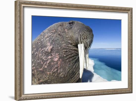 Walrus on Iceberg, Hudson Bay, Nunavut, Canada-Paul Souders-Framed Photographic Print