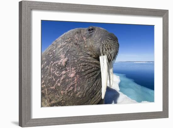 Walrus on Iceberg, Hudson Bay, Nunavut, Canada-Paul Souders-Framed Photographic Print