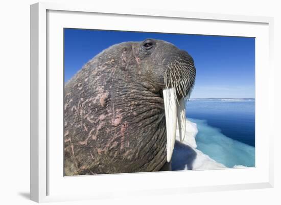 Walrus on Iceberg, Hudson Bay, Nunavut, Canada-Paul Souders-Framed Photographic Print