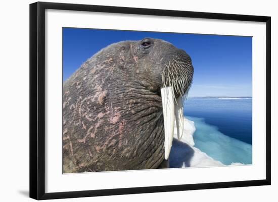 Walrus on Iceberg, Hudson Bay, Nunavut, Canada-Paul Souders-Framed Photographic Print