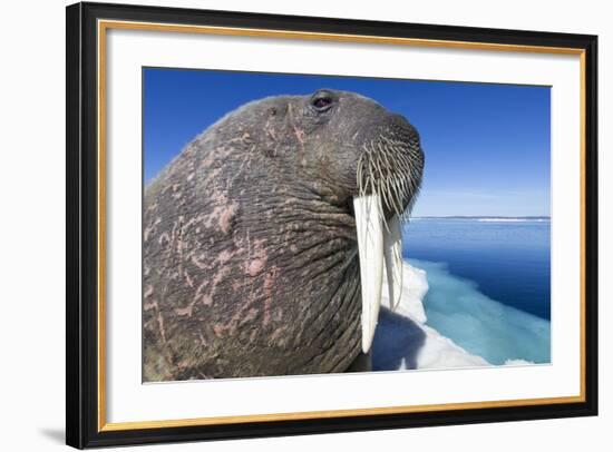 Walrus on Iceberg, Hudson Bay, Nunavut, Canada-Paul Souders-Framed Photographic Print