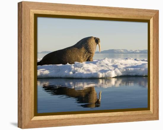 Walrus on Iceberg Near Kapp Lee in Midnight Sun-Paul Souders-Framed Premier Image Canvas