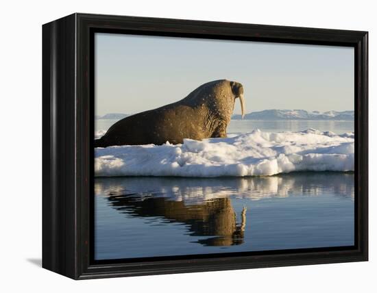 Walrus on Iceberg Near Kapp Lee in Midnight Sun-Paul Souders-Framed Premier Image Canvas