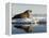 Walrus on Iceberg Near Kapp Lee in Midnight Sun-Paul Souders-Framed Premier Image Canvas