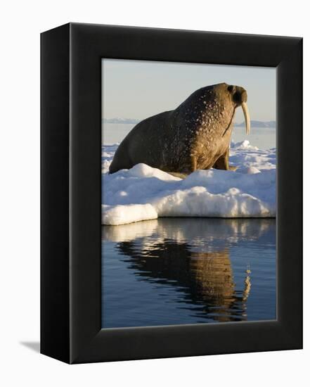 Walrus on Iceberg Near Kapp Lee in Midnight Sun-Paul Souders-Framed Premier Image Canvas