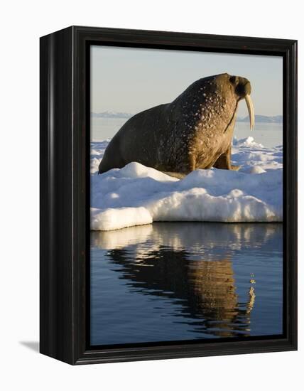 Walrus on Iceberg Near Kapp Lee in Midnight Sun-Paul Souders-Framed Premier Image Canvas