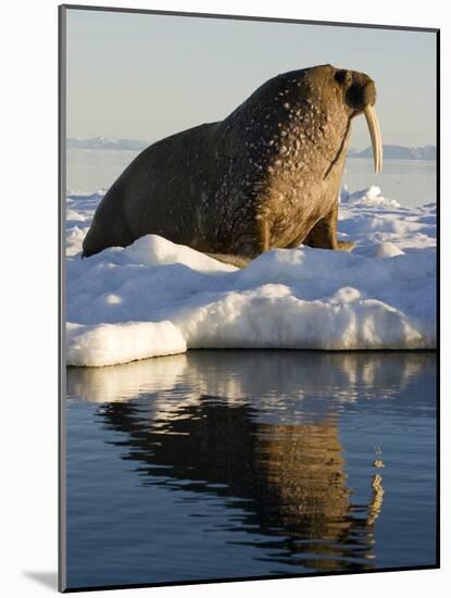 Walrus on Iceberg Near Kapp Lee in Midnight Sun-Paul Souders-Mounted Photographic Print