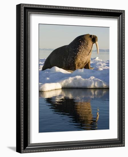 Walrus on Iceberg Near Kapp Lee in Midnight Sun-Paul Souders-Framed Photographic Print