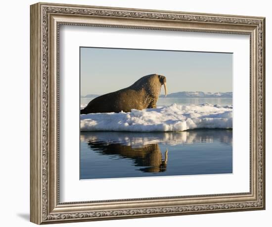 Walrus on Iceberg Near Kapp Lee in Midnight Sun-Paul Souders-Framed Photographic Print