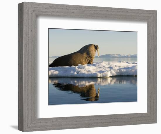 Walrus on Iceberg Near Kapp Lee in Midnight Sun-Paul Souders-Framed Photographic Print