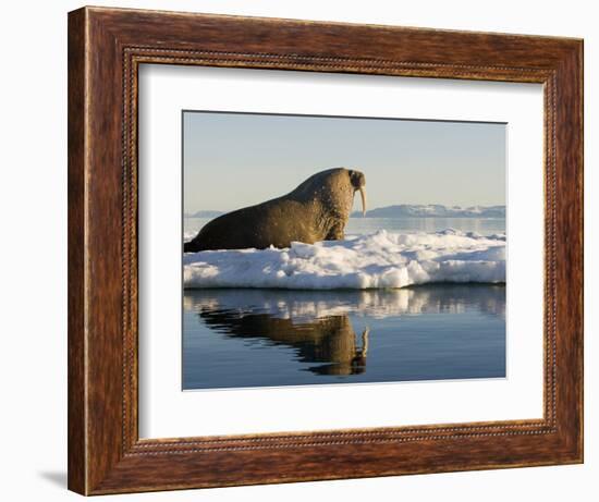 Walrus on Iceberg Near Kapp Lee in Midnight Sun-Paul Souders-Framed Photographic Print