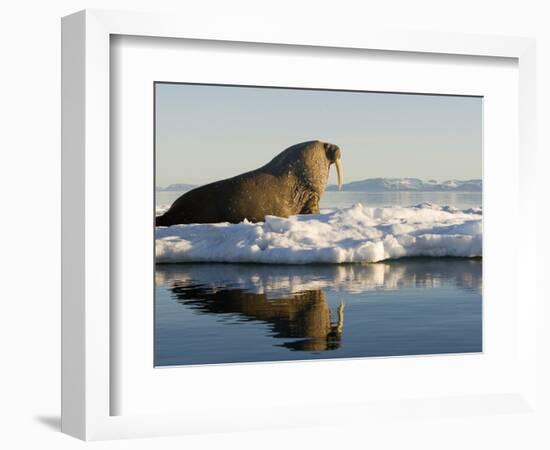 Walrus on Iceberg Near Kapp Lee in Midnight Sun-Paul Souders-Framed Photographic Print