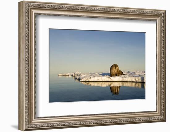 Walrus on Iceberg Near Kapp Lee in Midnight Sun-Paul Souders-Framed Photographic Print