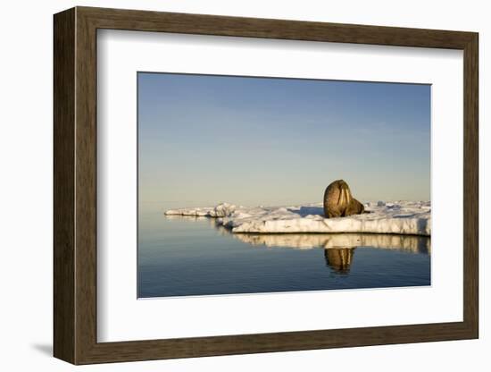 Walrus on Iceberg Near Kapp Lee in Midnight Sun-Paul Souders-Framed Photographic Print