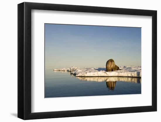 Walrus on Iceberg Near Kapp Lee in Midnight Sun-Paul Souders-Framed Photographic Print