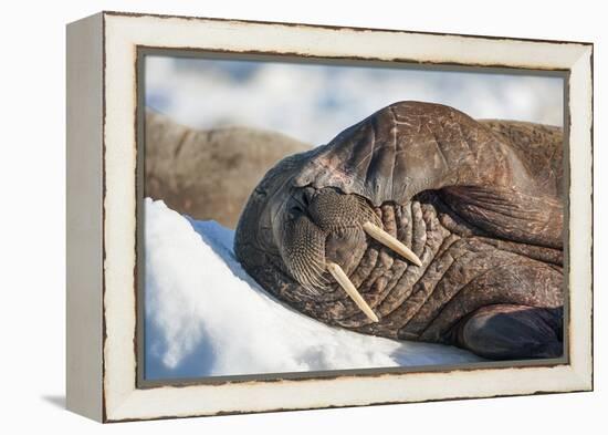 Walrus on Sea Ice, Hudson Bay, Nunavut, Canada-Paul Souders-Framed Premier Image Canvas