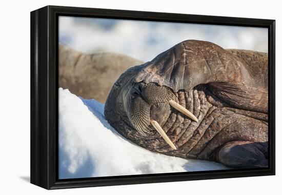 Walrus on Sea Ice, Hudson Bay, Nunavut, Canada-Paul Souders-Framed Premier Image Canvas