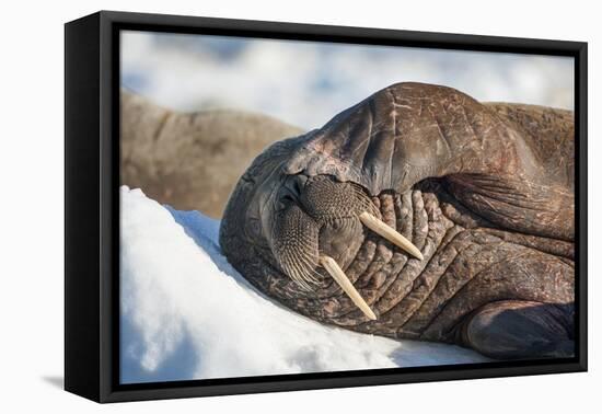 Walrus on Sea Ice, Hudson Bay, Nunavut, Canada-Paul Souders-Framed Premier Image Canvas