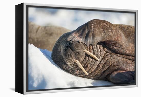 Walrus on Sea Ice, Hudson Bay, Nunavut, Canada-Paul Souders-Framed Premier Image Canvas