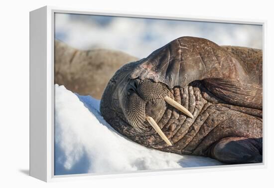 Walrus on Sea Ice, Hudson Bay, Nunavut, Canada-Paul Souders-Framed Premier Image Canvas