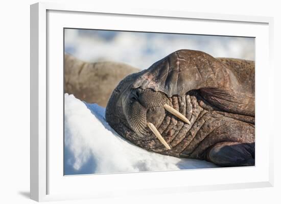 Walrus on Sea Ice, Hudson Bay, Nunavut, Canada-Paul Souders-Framed Photographic Print