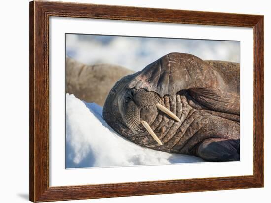 Walrus on Sea Ice, Hudson Bay, Nunavut, Canada-Paul Souders-Framed Photographic Print