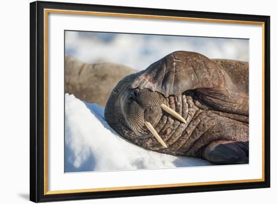 Walrus on Sea Ice, Hudson Bay, Nunavut, Canada-Paul Souders-Framed Photographic Print