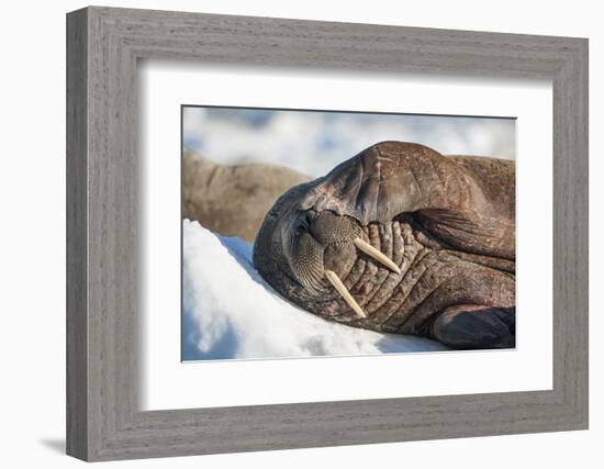 Walrus on Sea Ice, Hudson Bay, Nunavut, Canada-Paul Souders-Framed Photographic Print