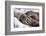 Walrus on Sea Ice, Hudson Bay, Nunavut, Canada-Paul Souders-Framed Photographic Print