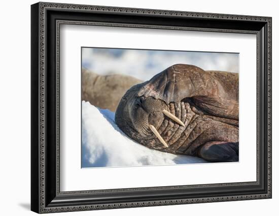 Walrus on Sea Ice, Hudson Bay, Nunavut, Canada-Paul Souders-Framed Photographic Print