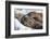 Walrus on Sea Ice, Hudson Bay, Nunavut, Canada-Paul Souders-Framed Photographic Print