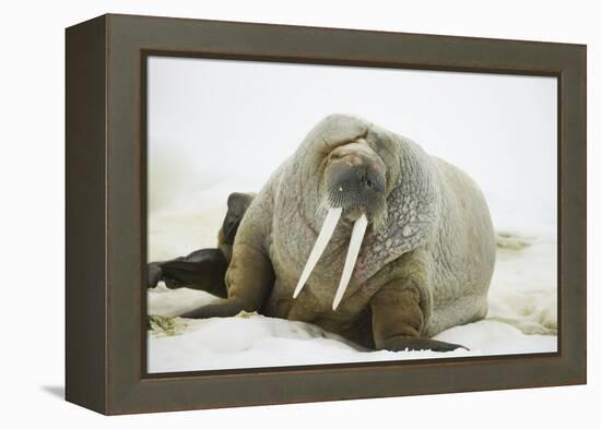 Walrus Relaxing on an Ice Floe-DLILLC-Framed Premier Image Canvas