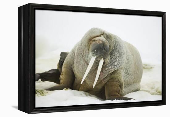 Walrus Relaxing on an Ice Floe-DLILLC-Framed Premier Image Canvas