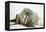 Walrus Relaxing on an Ice Floe-DLILLC-Framed Premier Image Canvas
