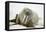Walrus Relaxing on an Ice Floe-DLILLC-Framed Premier Image Canvas