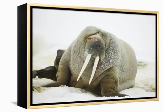 Walrus Relaxing on an Ice Floe-DLILLC-Framed Premier Image Canvas