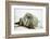 Walrus Relaxing on an Ice Floe-DLILLC-Framed Photographic Print