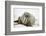 Walrus Relaxing on an Ice Floe-DLILLC-Framed Photographic Print