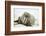 Walrus Relaxing on an Ice Floe-DLILLC-Framed Photographic Print