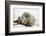 Walrus Relaxing on an Ice Floe-DLILLC-Framed Photographic Print