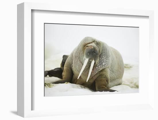 Walrus Relaxing on an Ice Floe-DLILLC-Framed Photographic Print